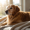 What to Look for in Senior Dog Food: A Guide to Enhancing Your Dog's Golden Years