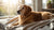 What to Look for in Senior Dog Food: A Guide to Enhancing Your Dog's Golden Years