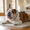 What Treats Can You Give a Dog With No Teeth? A Comprehensive Guide
