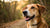 What Type of Dog is Biscuit? Discovering the Canine Stars Behind the Name-141106512111
