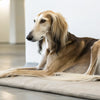 What Vegetables Dogs Can Eat: A Comprehensive Guide for Pet Parents