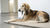What Vegetables Dogs Can Eat: A Comprehensive Guide for Pet Parents