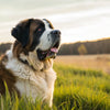What Weight is a Large Breed Dog? A Comprehensive Guide for Dog Owners