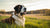 What Weight is a Large Breed Dog? A Comprehensive Guide for Dog Owners