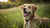 What Weight Should My Dog Be? A Comprehensive Guide to Your Dog's Ideal Weight