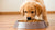 What Will Happen If a Puppy Eats Adult Dog Food? Understanding the Nutritional Needs of Our Four-Legged Friends