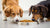 What Will Happen If Dogs Eat Cat Food? Understanding the Effects on Your Furry Friends-140137365743