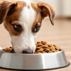 What Will Happen If My Dog Eats Cat Food? Understanding the Impacts and Solutions