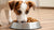 What Will Happen If My Dog Eats Cat Food? Understanding the Impacts and Solutions-140138283247