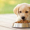 What Will Happen If My Puppy Eats Adult Dog Food? Understanding the Consequences