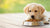 What Will Happen If My Puppy Eats Adult Dog Food? Understanding the Consequences