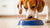 What Will Happen If Your Dog Eats Cat Food?-140302778607
