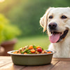 What Will Help My Dog Gain Weight: A Comprehensive Guide for Pet Owners