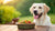 What Will Help My Dog Gain Weight: A Comprehensive Guide for Pet Owners