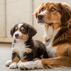 When Can a 1-Month-Old Puppy Eat Dog Food? Understanding the Weaning Process