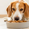 When Can a Dog Start Eating Adult Dog Food? A Comprehensive Guide for Pet Owners