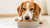 When Can a Dog Start Eating Adult Dog Food? A Comprehensive Guide for Pet Owners