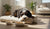 When Can a Dog Switch to Adult Food: Understanding the Transition for Your Furry Friend-141415973103