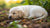 When Can a Newborn Puppy Eat Dog Food? Understanding Puppy Nutrition and Feeding Schedules