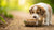 When Can a Puppy Eat Dog Food? A Comprehensive Guide for New Pet Owners