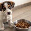 When Can a Puppy Eat Dog Food? Understanding the Transition to Solid Diets