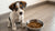 When Can a Puppy Eat Dog Food? Understanding the Transition to Solid Diets