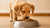 When Can a Puppy Eat Hard Dog Food? Your Complete Guide