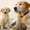 When Can a Puppy Have Adult Dog Food? Understanding the Transition to Adult Nutrition