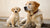 When Can a Puppy Have Adult Dog Food? Understanding the Transition to Adult Nutrition