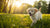 When Can a Puppy Have Dog Food? A Comprehensive Guide to Feeding Your Growing Dog