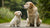 When Can a Puppy Start Eating Adult Dog Food? Essential Guidelines for Pet Owners