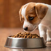 When Can a Puppy Start Eating Dog Food: A Comprehensive Guide to Ensuring Healthy Growth