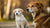When Can a Puppy Start Eating Regular Dog Food? Understanding the Transition to Adult Nutrition