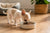 When Can Chihuahua Puppies Eat Dry Food