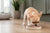 When Can Chihuahua Puppies Eat Wet Food? A Complete Feeding Guide
