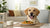 When Can Dogs Eat Adult Dog Food? A Comprehensive Guide for Pet Owners-140302516463