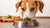 When Can Dogs Eat Adult Food? A Comprehensive Guide for Pet Owners