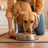 When Can Dogs Eat Dog Food? A Comprehensive Guide for Pet Parents