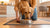 When Can Dogs Eat Dog Food? A Comprehensive Guide for Pet Parents