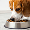 When Can Dogs Eat Hard Food? A Comprehensive Guide