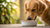 When Can Dogs Eat Hard Food After Tooth Extraction? A Comprehensive Guide for Pet Owners-140218859759