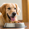 When Can Dogs Eat Raw Food? A Comprehensive Guide to Raw Feeding for Puppies and Adult Dogs