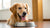 When Can Dogs Eat Raw Food? A Comprehensive Guide to Raw Feeding for Puppies and Adult Dogs