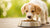 When Can Dogs Eat Wet Food? A Comprehensive Guide for Puppy Parents