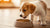 When Can Dogs Start Eating Dog Food? A Complete Guide for New Puppy Parents-140131172591