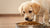 When Can Dogs Start Eating Dry Food? A Comprehensive Guide for New Puppy Owners-140219056367
