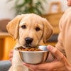 When Can Dogs Start Eating Hard Food? A Comprehensive Guide for New Dog Owners