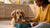 When Can Dogs Start Eating Human Food: A Comprehensive Guide for Pet Owners-140139888879