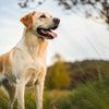 When Can Dogs Stop Eating Puppy Food? A Comprehensive Guide to the Transition