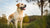 When Can Dogs Stop Eating Puppy Food? A Comprehensive Guide to the Transition
